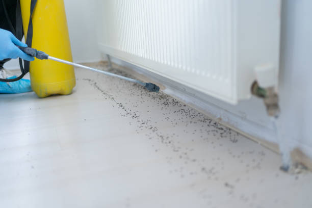 Best Pest Removal Services  in Fountainebleau, FL